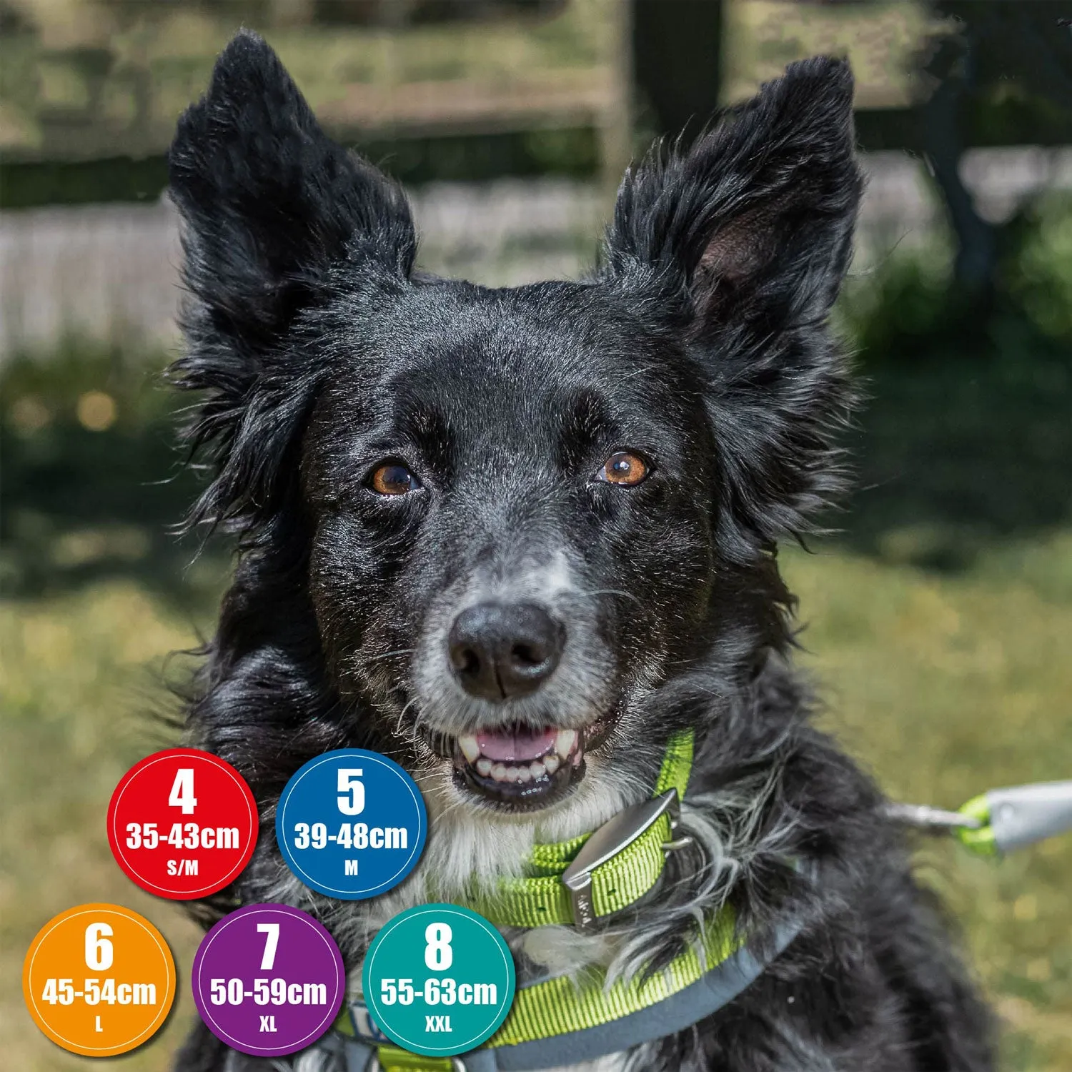Ancol Viva Padded Buckle Dog Collar