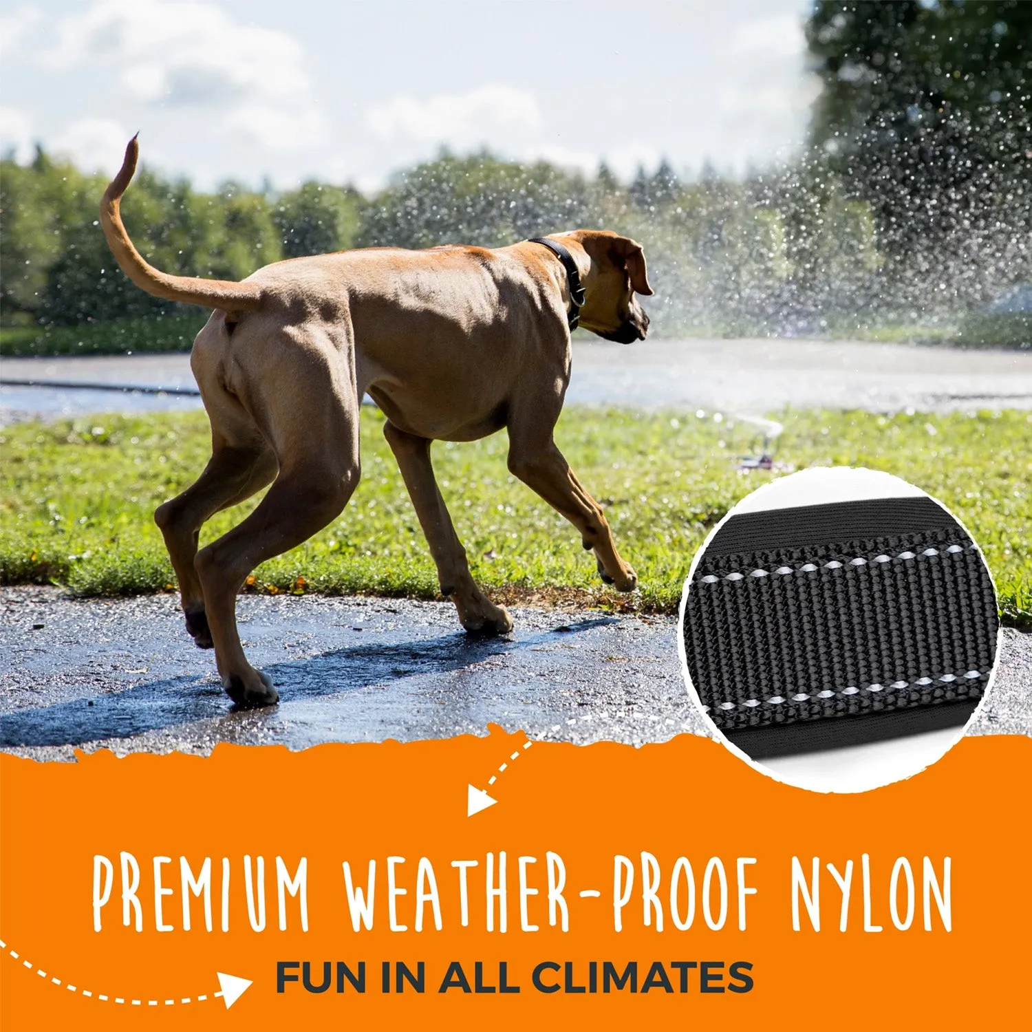 Mighty Paw Sport Collar 2.0 (Dog Collar)