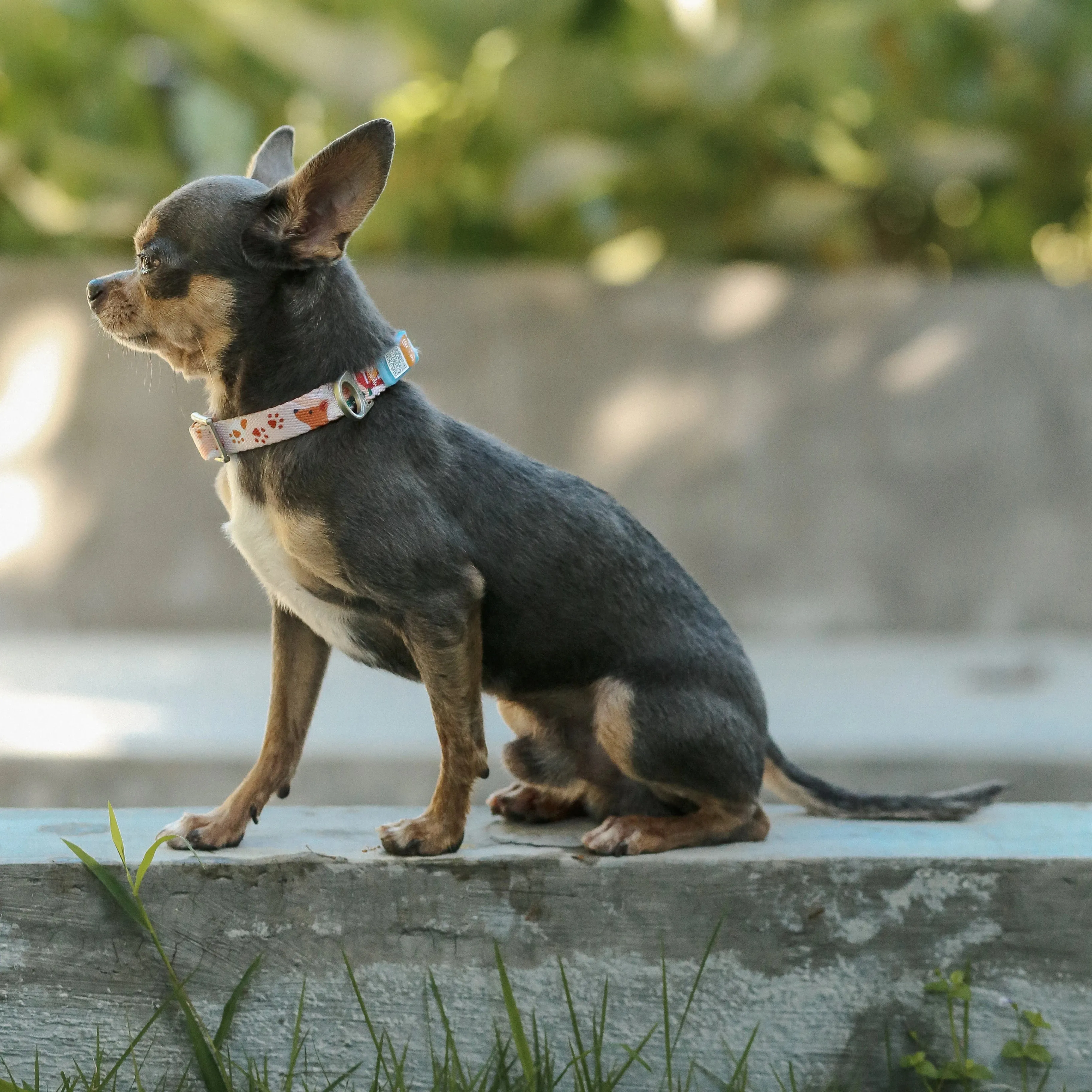 NeoCollar 'Pet Paradise'