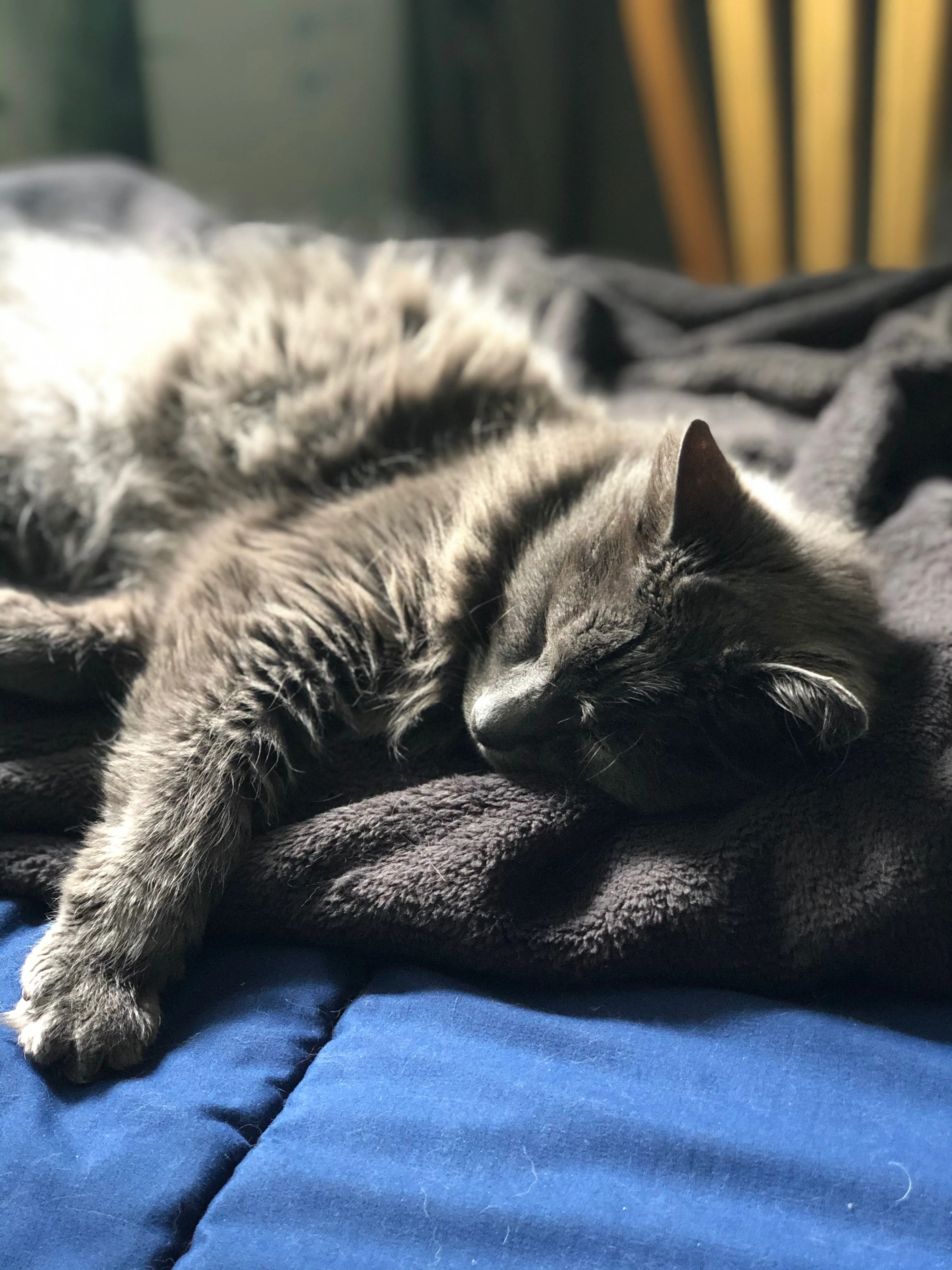 Niko Fleece Throw